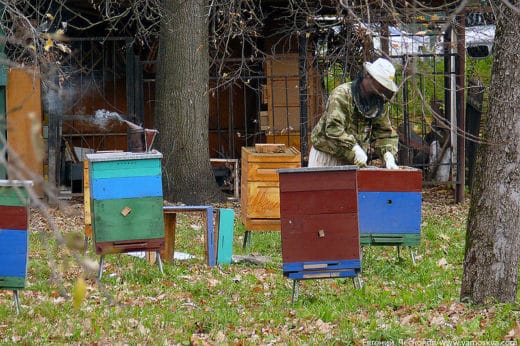 Учебно-опытная пасека основана в 1868 году. Приближаться к ульям небезопасно, вдруг это какие-нибудь неправильные пчёлы.