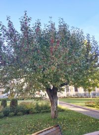 Эти яблони когда-то росли в саду у Храма Христа Спасителя. После 1917 сад ликвидировали, а яблони постепенно, вплоть до 1931 года,  стали пересаживать в сквер у Большого театра, и к Тимирязевской академии.